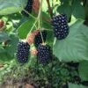 Prime Ark Freedom Thornless Blackberry -Garden Supplies Sales 2024 thornlessblackberry