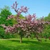Thundercloud Flowering Plum -Garden Supplies Sales 2024 thundercloud flowering plum 1