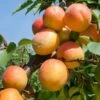 Tomcot Apricot
