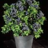 Alpha Tophat Blueberry -Garden Supplies Sales 2024 tophat