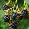 Triple Crown Thornless Blackberry -Garden Supplies Sales 2024 triple crown blackberry