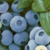 Alpha Top Shelf Blueberry -Garden Supplies Sales 2024 tsbb