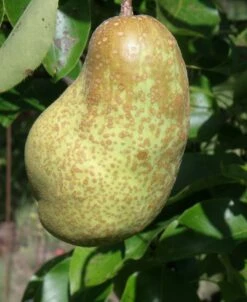 Tsu Li Asian Pear