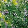 Tuscan Blue Rosemary -Garden Supplies Sales 2024 tuscan