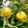 Crimea™ Quince -Garden Supplies Sales 2024 two quinces