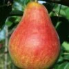 Combo European Pear Tree (4 Varieties) 1 Combo European Pear Tree (4 Varieties) -Garden Supplies Sales 2024 ubileen pear