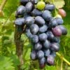 Venus Seedless Grape -Garden Supplies Sales 2024 venus grape 1