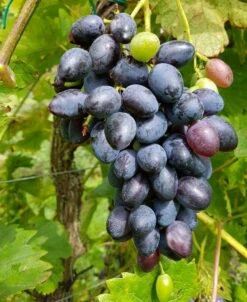 Venus Seedless Grape