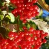 Ukraine Highbush Cranberry -Garden Supplies Sales 2024 viburnum opulus 1