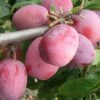 Victoria European Plum -Garden Supplies Sales 2024 victoria
