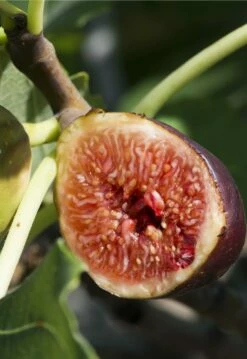 Violette De Bordeaux Fig (Negronne)