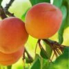 Westley Apricot -Garden Supplies Sales 2024 westley apricot