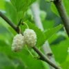 Beautiful Day Mulberry -Garden Supplies Sales 2024 white mulberry 1