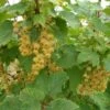 White Imperial White Currant -Garden Supplies Sales 2024 whiteimp
