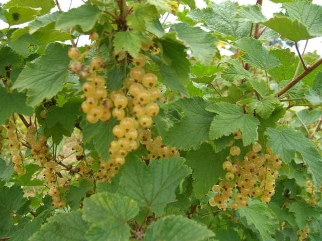 White Imperial White Currant 3 White Imperial White Currant