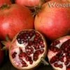 Wonderful Pomegranate -Garden Supplies Sales 2024 wonderful