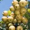Yoinashi Asian Pear -Garden Supplies Sales 2024 yoinashi pear