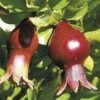 Sochi Dwarf Pomegranate -Garden Supplies Sales 2024 zpomegranates 1