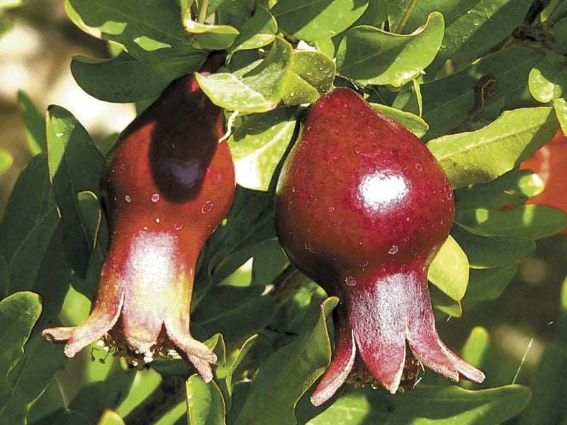 Sochi Dwarf Pomegranate 3 Sochi Dwarf Pomegranate